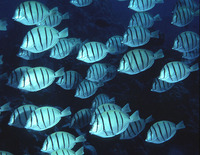 Acanthurus triostegus, Convict surgeonfish: fisheries, aquarium
