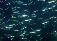 Sprattus sprattus sprattus, European sprat: fisheries, bait