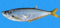 Opisthopterus dovii, Dove's longfin herring: fisheries