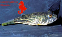 Tetraodon lineatus, Globe fish: