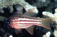 Apogon compressus, Ochre-striped cardinalfish: aquarium
