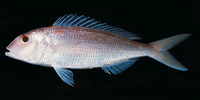 Nemipterus furcosus, Fork-tailed threadfin bream: fisheries