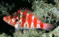Cirrhitops fasciatus, Redbarred hawkfish: aquarium