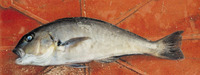 Caulolatilus affinis, Bighead tilefish: fisheries