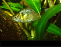 Gymnocorymbus thayeri, False black tetra: aquarium