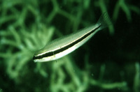 Meiacanthus vittatus, One-striped fangblenny: aquarium