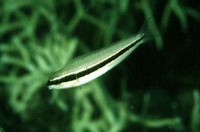 Meiacanthus vittatus, One-striped fangblenny: aquarium
