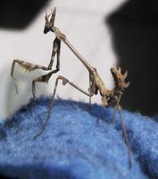 Empusa fasciata