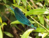 Calopteryx virgo - Beautiful Demoiselle