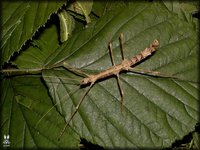 Neopromachus doreyanus