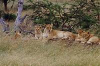 Image of: Panthera leo (lion)