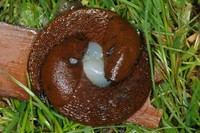 Arion lusitanicus - Iberian slug