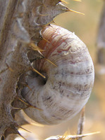 Cernuella virgata - Maritime Gardensnail