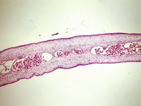 Taeniidae