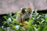 Image of: Saimiri sciureus (South American squirrel monkey)