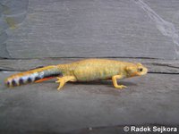 Cynops cyanurus - Blue-tailed Fire-bellied Newt