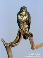 Buteo buteo - Buzzard