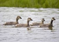 Branta hutchinsii minima - Cackling Canada Goose