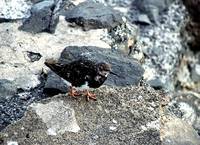 Arenaria interpres - Ruddy Turnstone