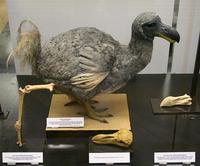 Raphus cucullatus - Dodo