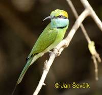 Merops orientalis - Little Green Bee-eater