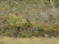 Strepera graculina - Pied Currawong