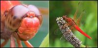 Image of: Libellula croceipennis