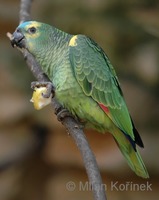 Amazona aestiva - Blue-fronted Parrot