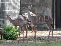 Tragelaphus imberbis - Lesser Kudu