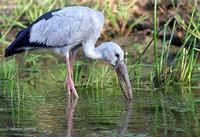 Image of: Anastomus oscitans (Asian openbill)