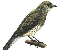 Image of: Indicator variegatus (scaly-throated honeyguide)