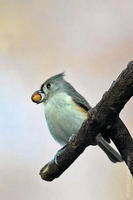 Image of: Parus bicolor (tufted titmouse)