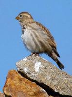 Image of: Petronia petronia (rock sparrow)