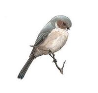 Image of: Psaltriparus minimus (bushtit)