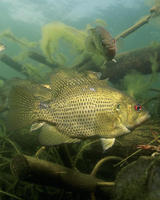 Image of: Ambloplites rupestris (rock bass)