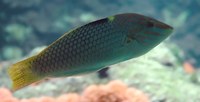 Halichoeres hortulanus - Checkerboard Wrasse