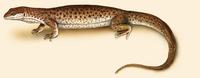 Image of: Varanus brevicauda (short-tailed monitor)