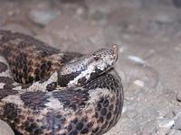 Vipera ammodytes