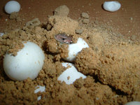 Lacerta agilis - Sand Lizard