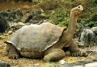 Photo: An endangered Galápagos tortoise with neck outstretched
