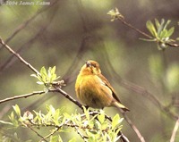 Tibetan Siskin - Carduelis thibetana