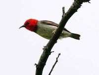 Wallacean Honeyeater - Myzomela boiei