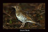 Ground Thrush