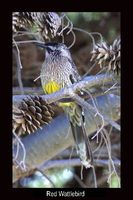 Red Wattlebird