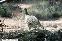 Malleefowl - Leipoa ocellata