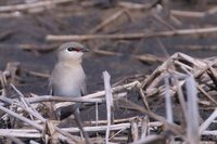 Small Pratincole - Glareola lactea