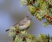 Virginia's Warbler (Vermivora virginiae) photo