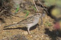 Rufous-winged Sparrow (Aimophila carpalis) photo