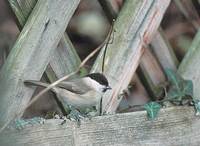 Marsh Tit (Parus palustris) photo