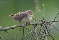 Tropical House Wren (Troglodytes musculus) photo